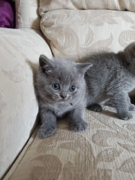 Disponibili gattini British Shorthair giocosi