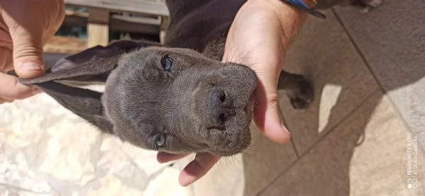 Cane corso | Foto 3