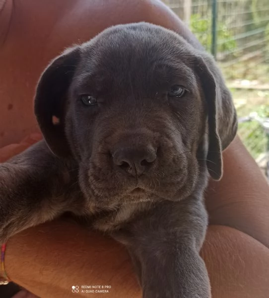 Cane corso | Foto 2