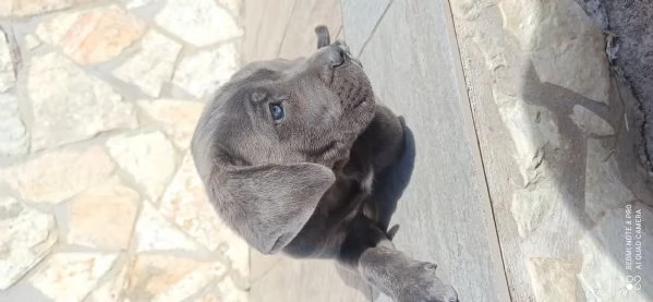 Cane corso | Foto 1