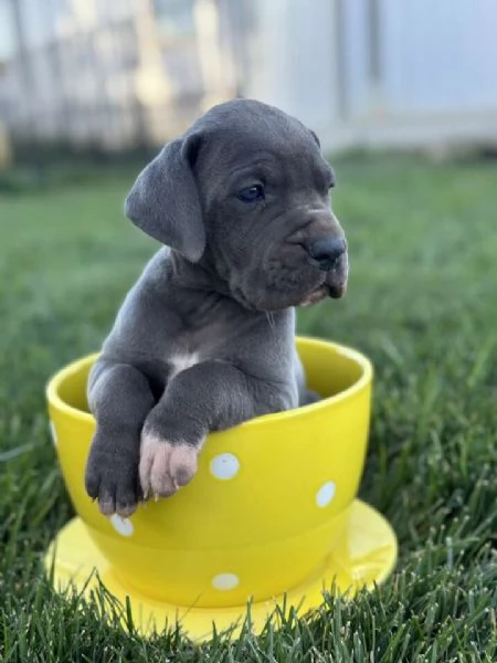 Cuccioli di alano | Foto 1