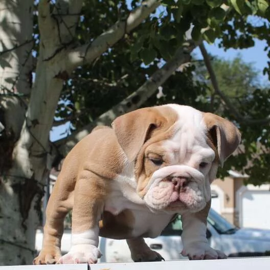 bulldog inglese con documenti | Foto 0