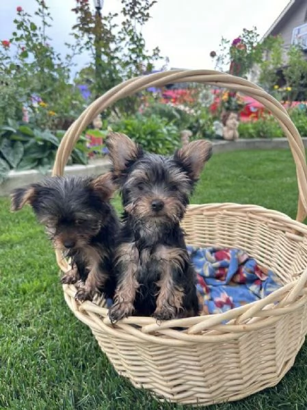 Yorkie cuccioli 