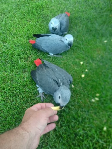 Pappagallo cenerino africano sano