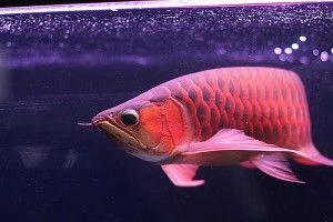 Meravigliosi Arowana asiatici super rossi e molte altre specie in vendita