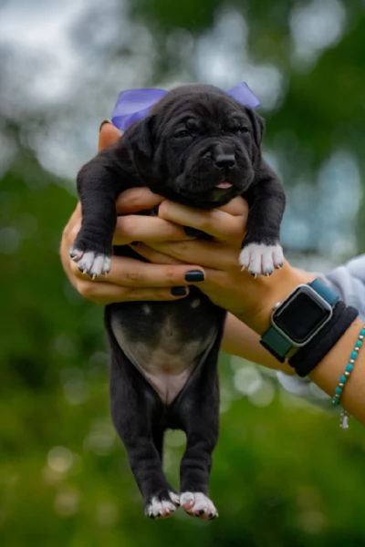 disponibili splendidi cuccioli in perfetto standard UKC nati il 30/08/24