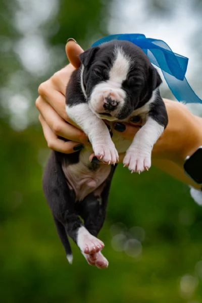 disponibili splendidi cuccioli in perfetto standard UKC nati il 30/08/24 | Foto 4