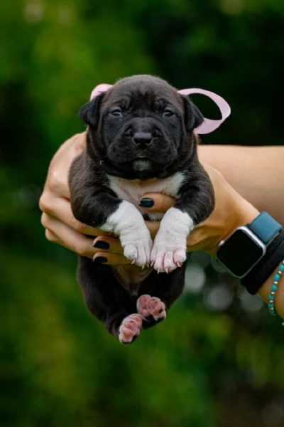 disponibili splendidi cuccioli in perfetto standard UKC nati il 30/08/24 | Foto 3