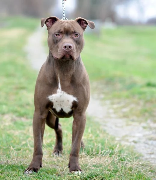 disponibili splendidi cuccioli in perfetto standard UKC nati il 30/08/24 | Foto 0