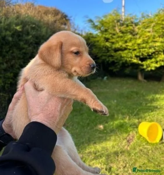 Bellissima cucciolata di Labrador 