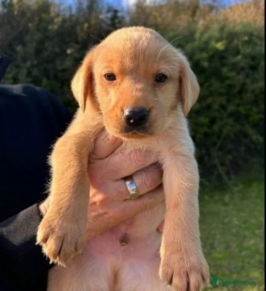 Bellissima cucciolata di Labrador  | Foto 0