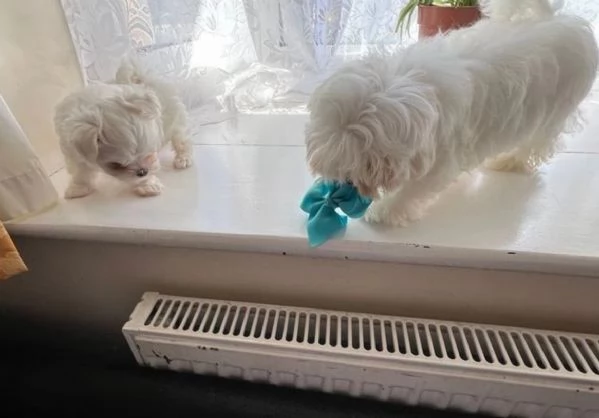 3 cuccioli bellissimi maltese