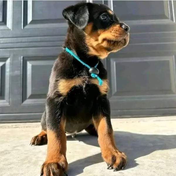 Cuccioli di Rottweiler maschi e femmine per amanti degli animali.