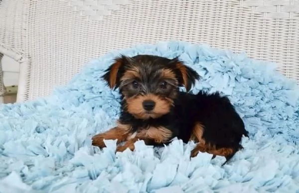 Abbiamo dei bellissimi cuccioli di Yorkie