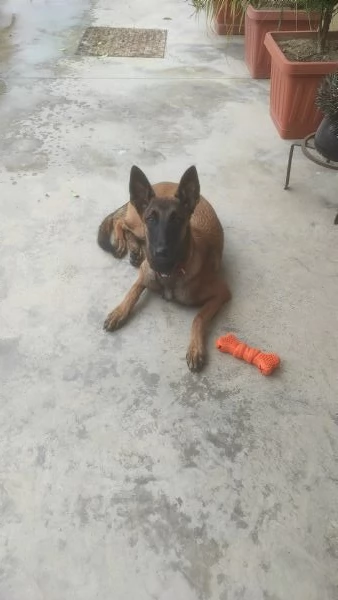 Pastore belga malinois 