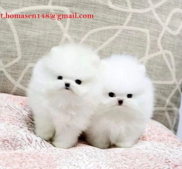 Disponibilità cuccioli di Pomeranian