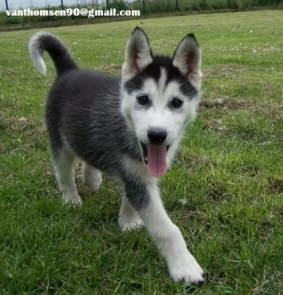 Cuccioli di Siberian Husky