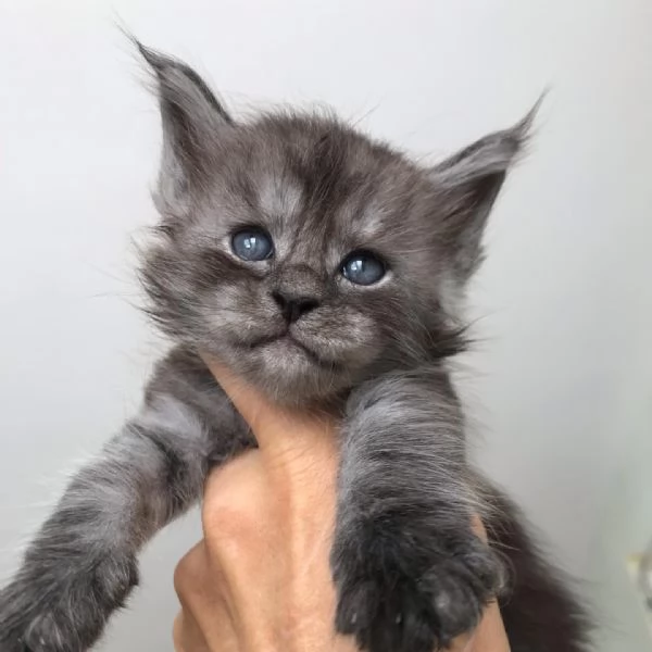 Disponibili bellissimi gatti Mainecoon