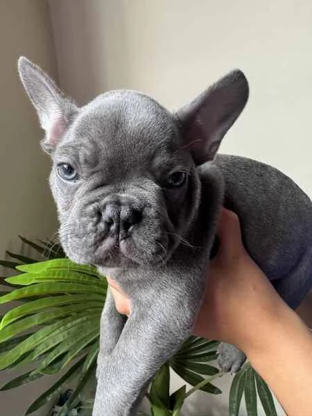 Vendita cucciolo Bellissimi cuccioli di bulldog francese disponibili