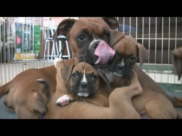  cuccioli boxer puglia bari lecce taranto