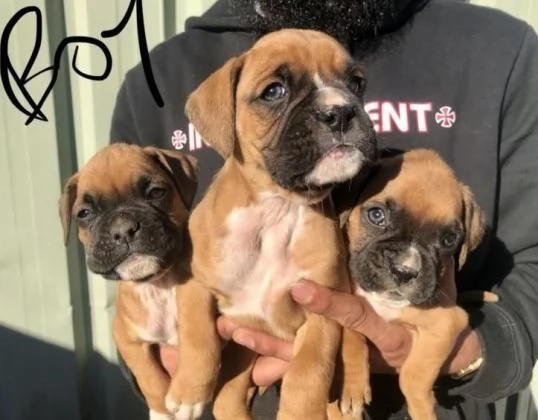  cuccioli boxer puglia bari lecce taranto | Foto 0