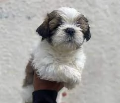 cucciolo Cuccioli shihtzu shitzu maschio e femmine | Foto 1