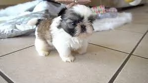 cucciolo Cuccioli shihtzu shitzu maschio e femmine