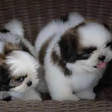 cucciolo Cuccioli shihtzu shitzu maschio e femmine | Foto 0