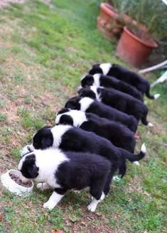 Vendita cucciolo Cuccioli di Border Collie 