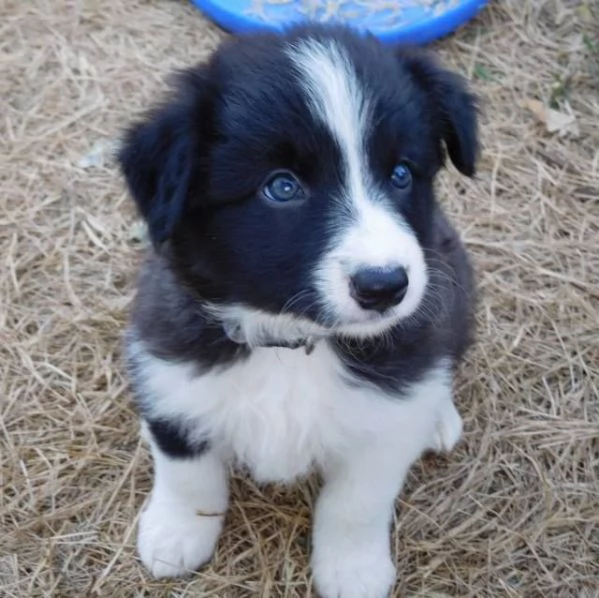 Vendita cucciolo Cuccioli di Border Collie  | Foto 0