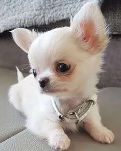 Vendita cucciolo Chihuahua | Foto 0