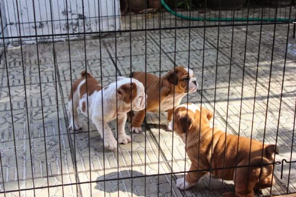 Bellissimi Bulldog inglesi in regalo | Foto 3