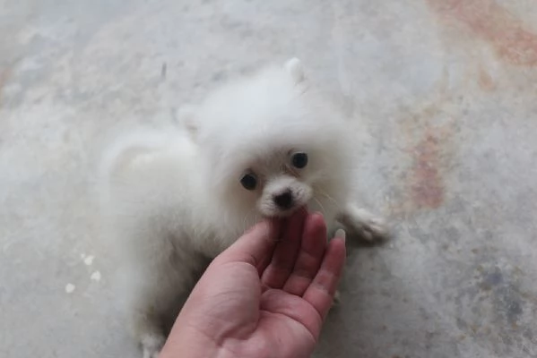 Cuccioli di Pomerania in regalo | Foto 5