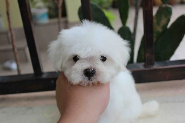 4 cuccioli di maltese in regalo