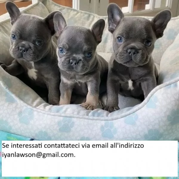 ccioli di bulldog francese allevati in casa Cuccioli di bulldog allevati nella nostra casa.