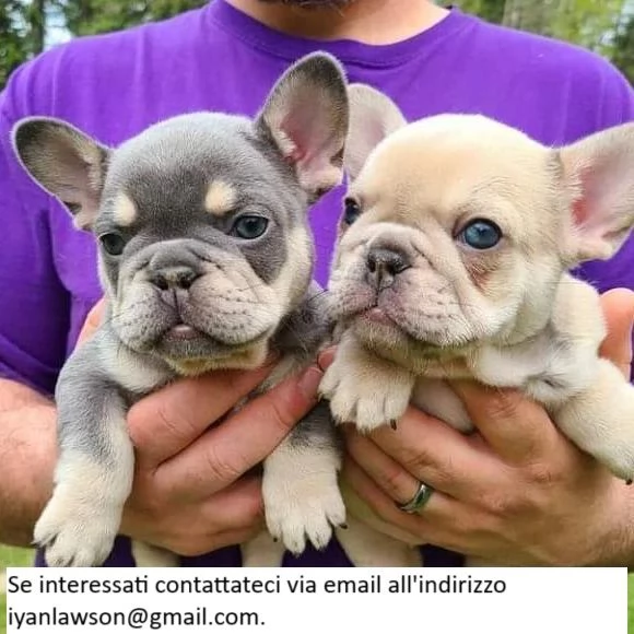 Cuccioli di bulldog francese in adozione Nota Cuccioli di bulldog francese pronti OGGI!!!