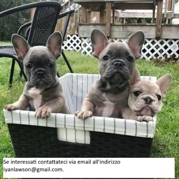 Cuccioli di bulldog francese ben addestrati.