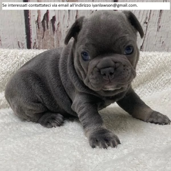  Cuccioli di Bulldog francese