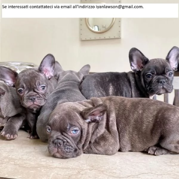 Cuccioli di bulldog inglese allevati in casa