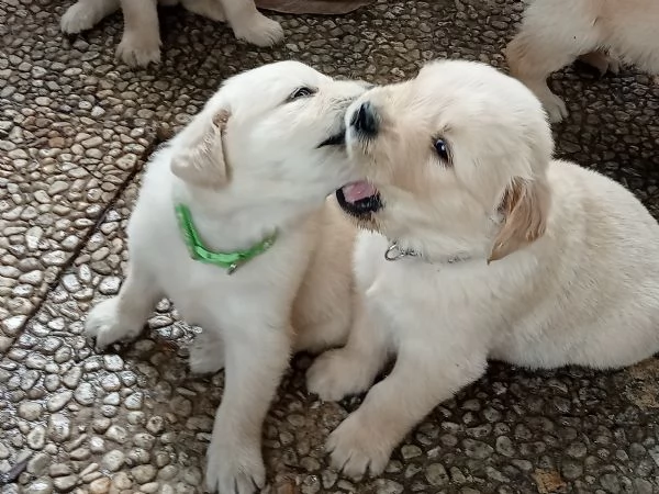 Golden Retriever 