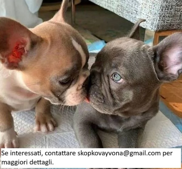 Cuccioli di bulldog francese registrati | Foto 0