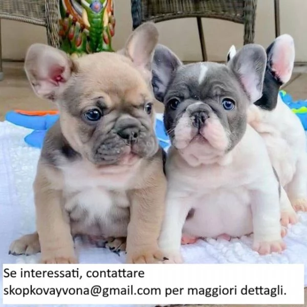 Cuccioli di bulldog francese registrati