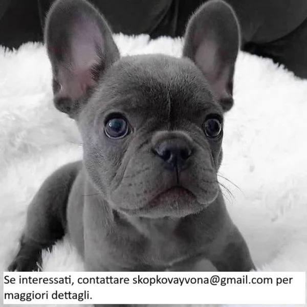 Cuccioli di bulldog francese