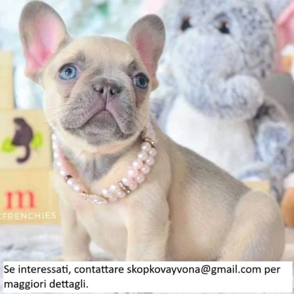 Cucciolo di bulldog francese