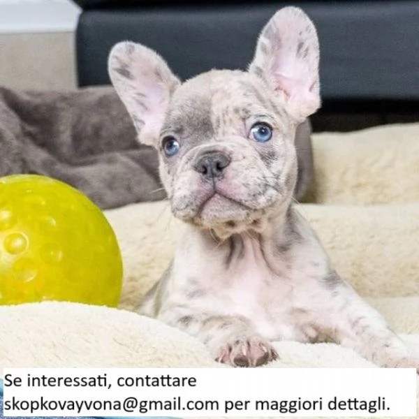 CUCCIOLI DI BULLDOG FRANCESE