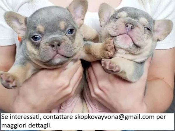 CUCCIOLI DI BULLDOG FRANCESE | Foto 0