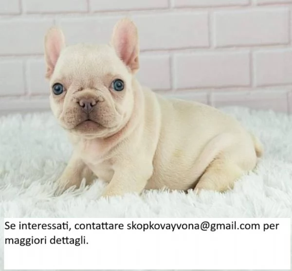 Bellissimi cuccioli di bulldog francese disponibili