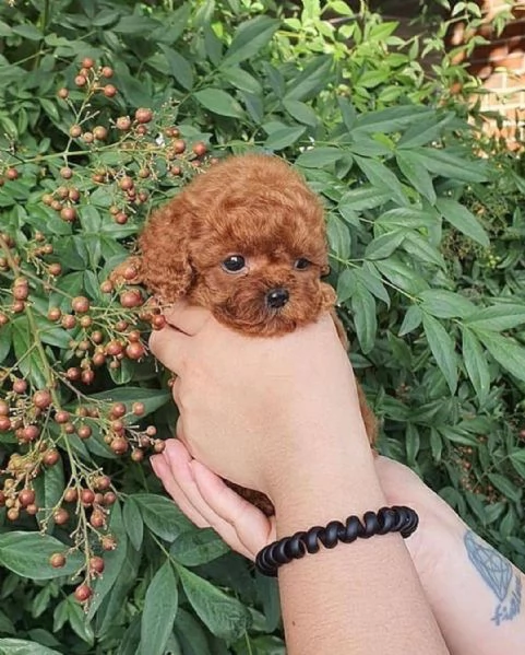 Bellissimi cuccioli barboncino