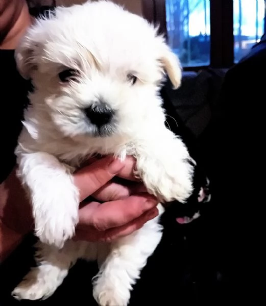 Cuccioli di maltese 