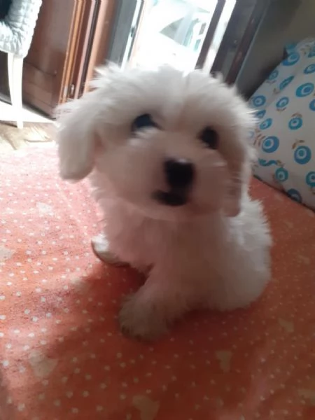 Maltese toy